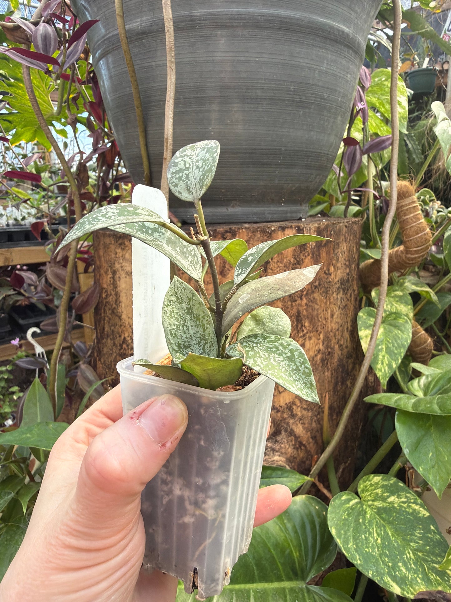 Hoya Lacunosa Gayung