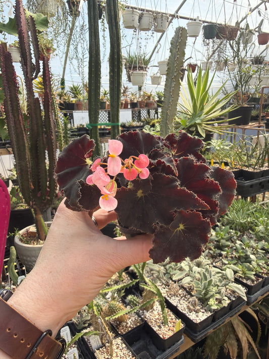 Begonia ‘Black Mamba’’ 2” pot -Grower’s Choice