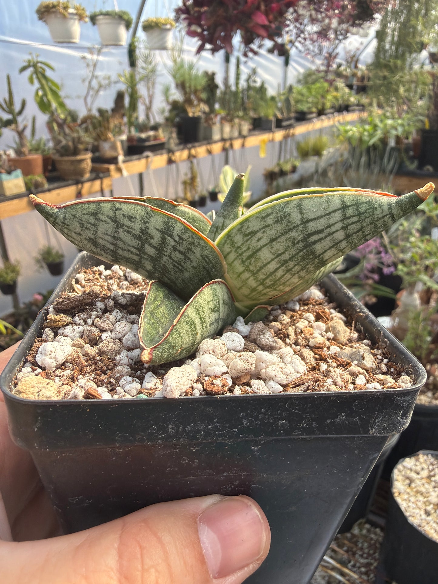 ‘Macho’ Sansevieria