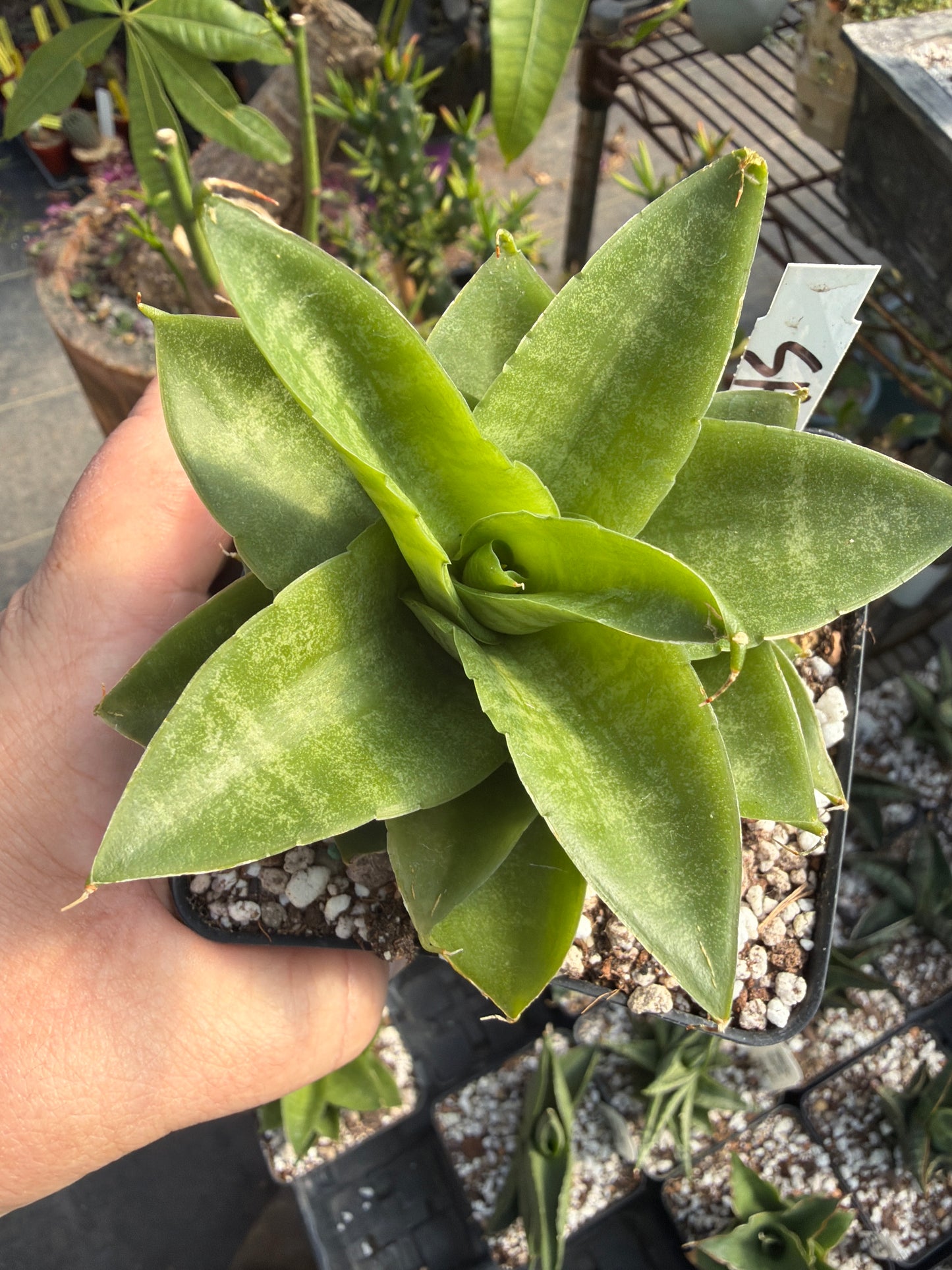 ‘Sheila’ Sansevieria
