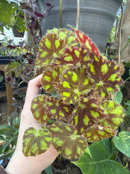 Begonia ‘Robert Shatzer’ 2” pot -Grower’s Choice