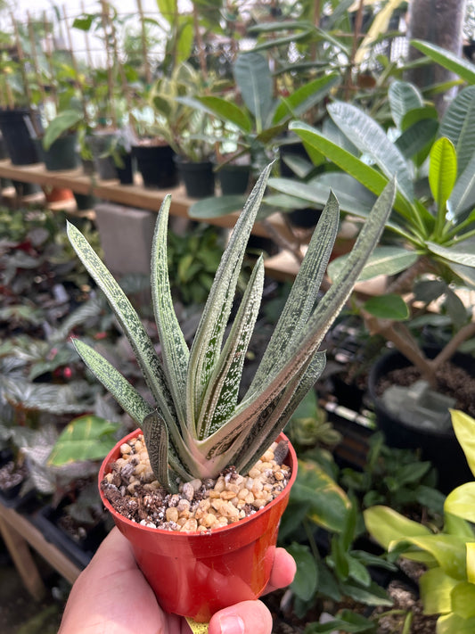 Gasteria - ‘Little Warty’