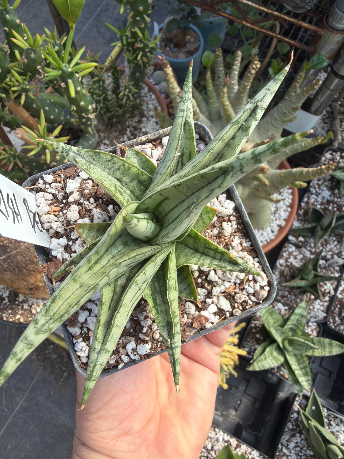 ‘Irish Bella’ Sansevieria