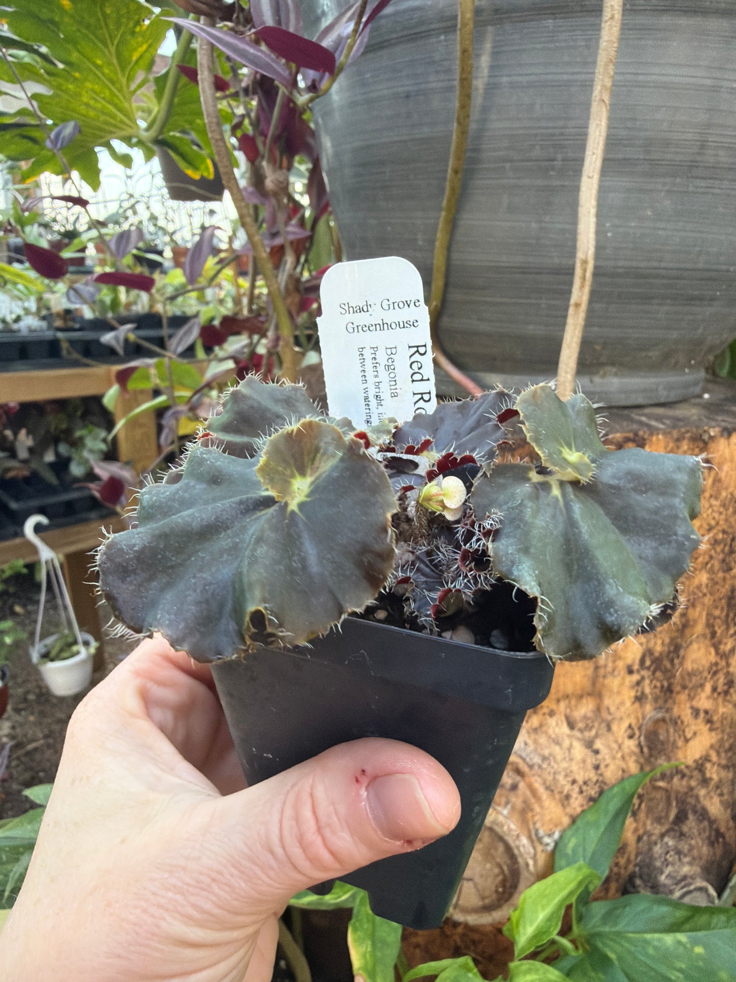 Begonia ‘Red Road’ 2” pot -Grower’s Choice