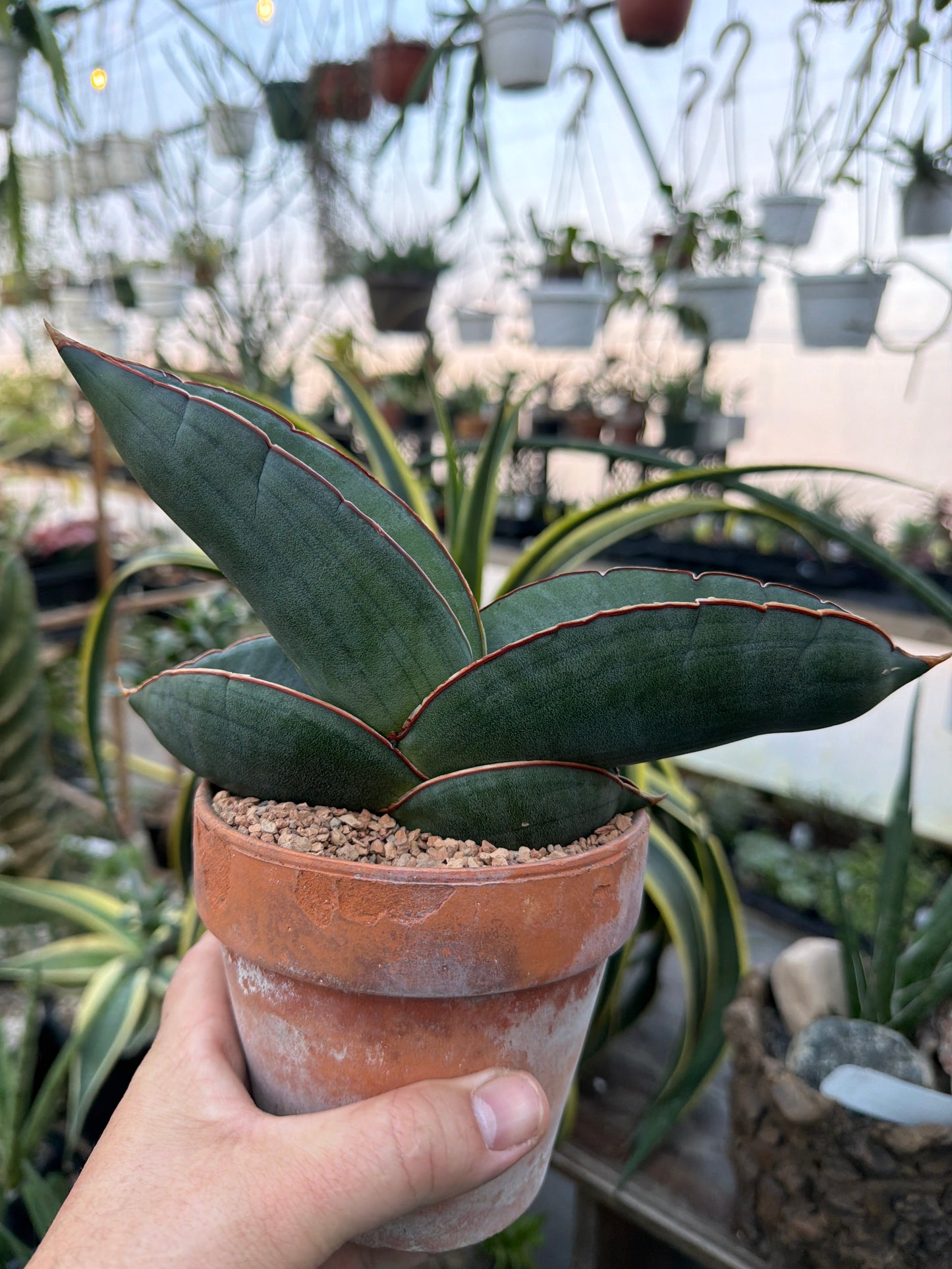 Sansevieria ‘Banana’ EXACT PLANT
