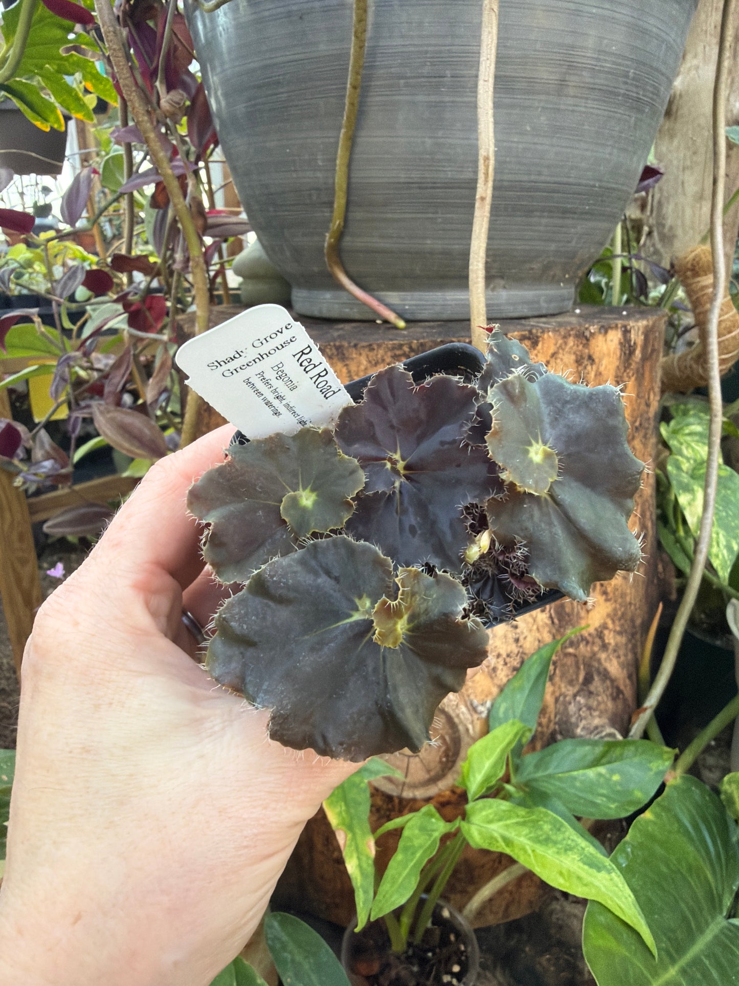 Begonia ‘Red Road’ 2” pot -Grower’s Choice