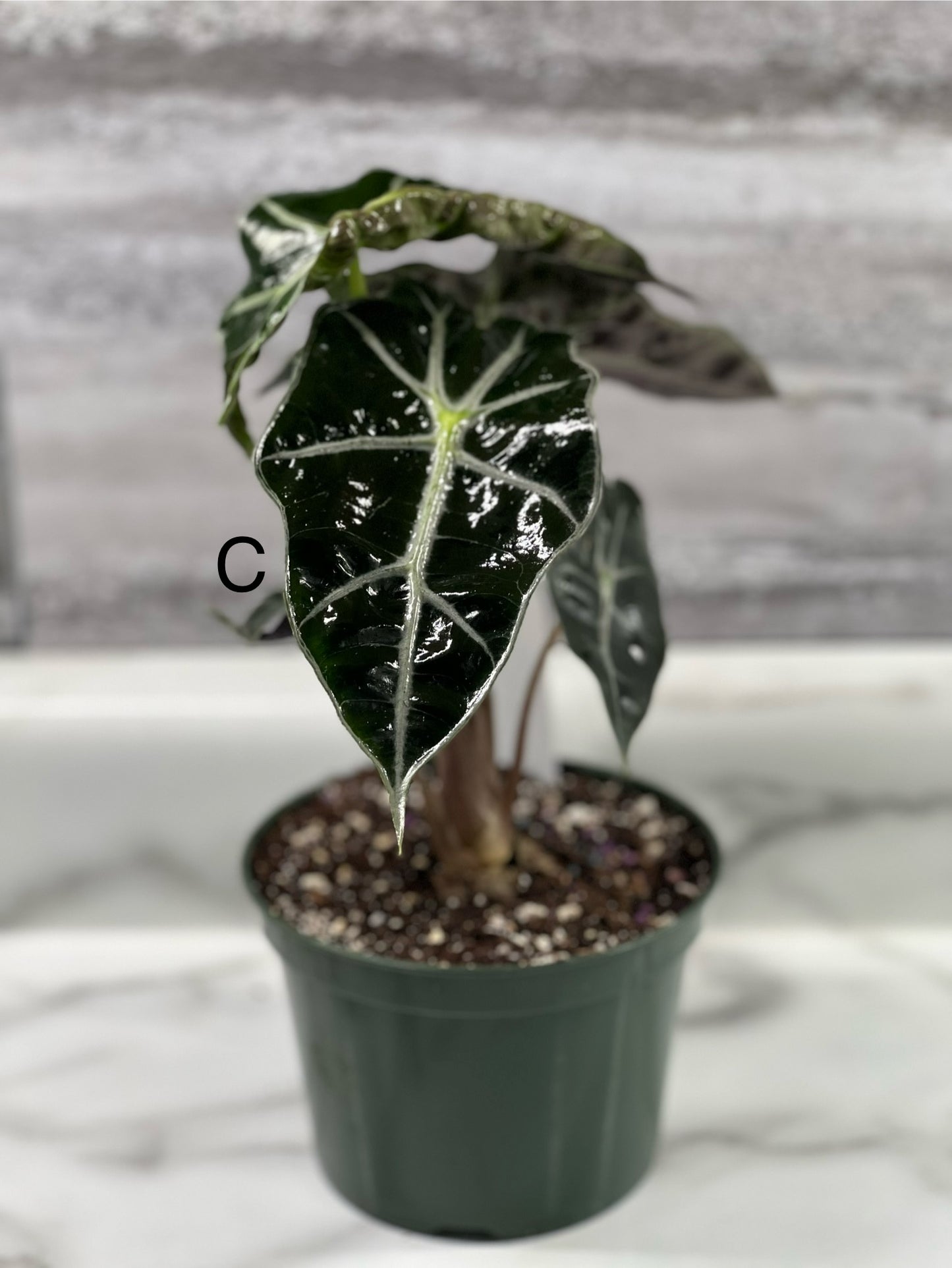 Alocasia “Polly” 5” pot *Pickup ONLY
