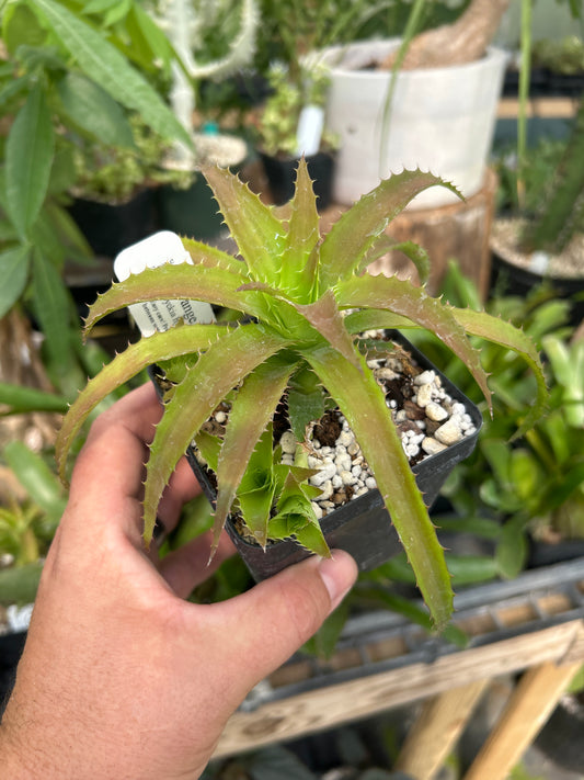 Dyckia ‘Orange Appeal’