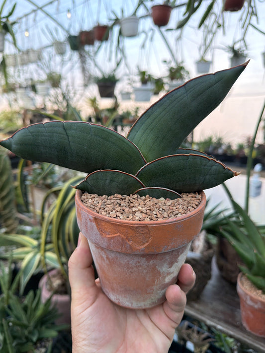 Sansevieria ‘Banana’ EXACT PLANT