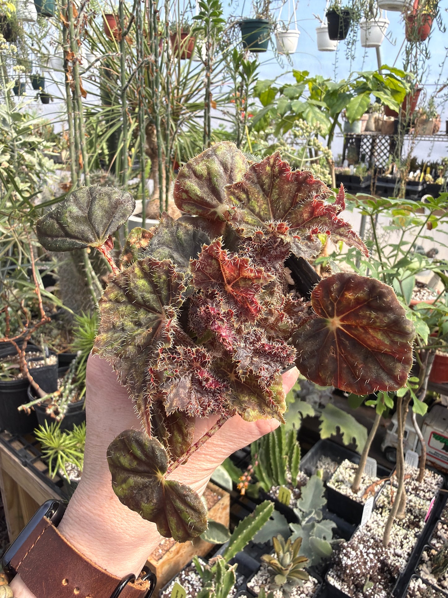 Begonia ‘Hocking Trocadero’ 2” pot -Grower’s Choice