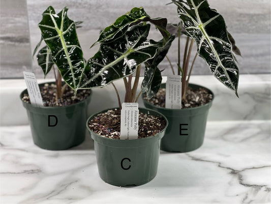 Alocasia “Polly” 5” pot *Pickup ONLY