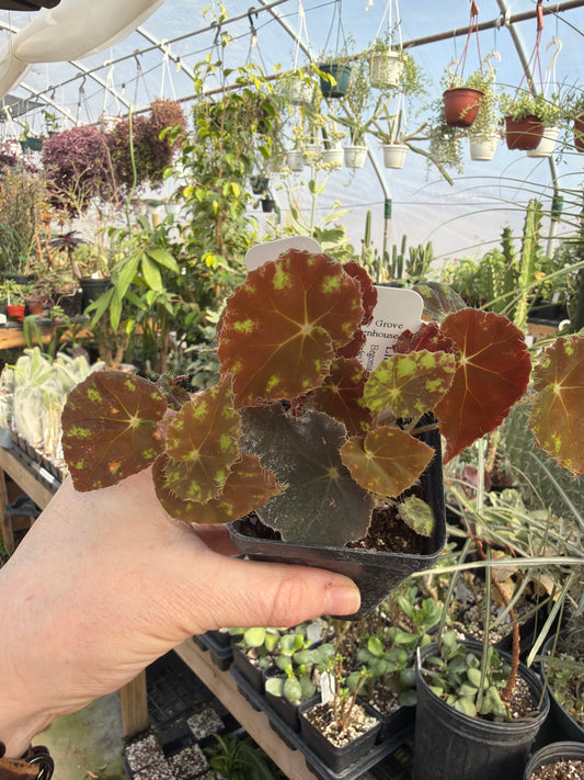 Begonia ‘Little Darling’ 2” pot -Grower’s Choice
