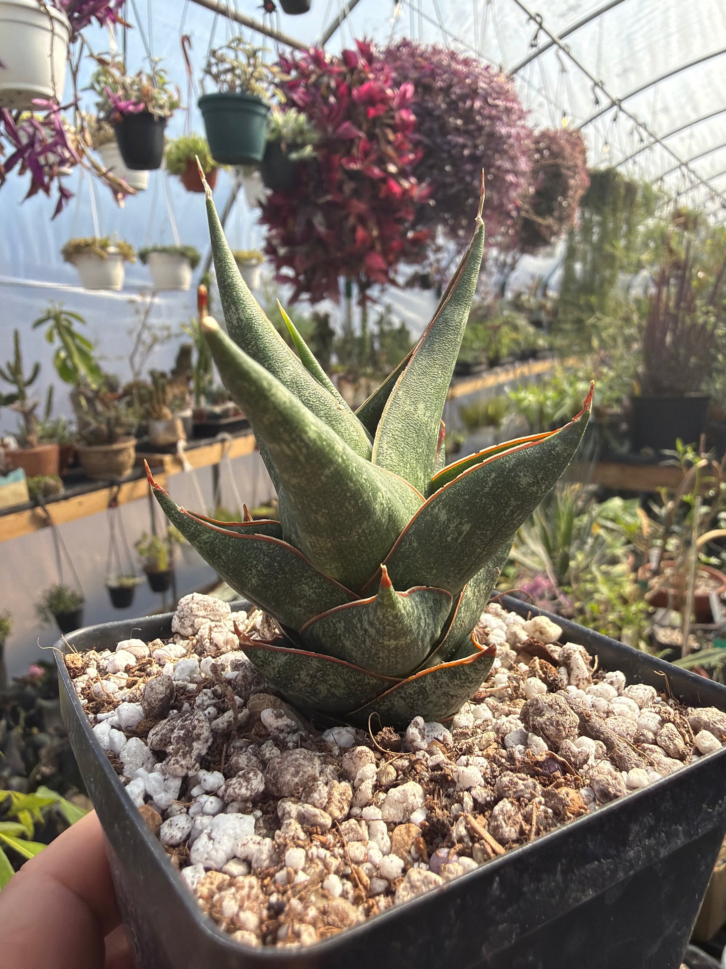 Sansevieria ‘Prabu’