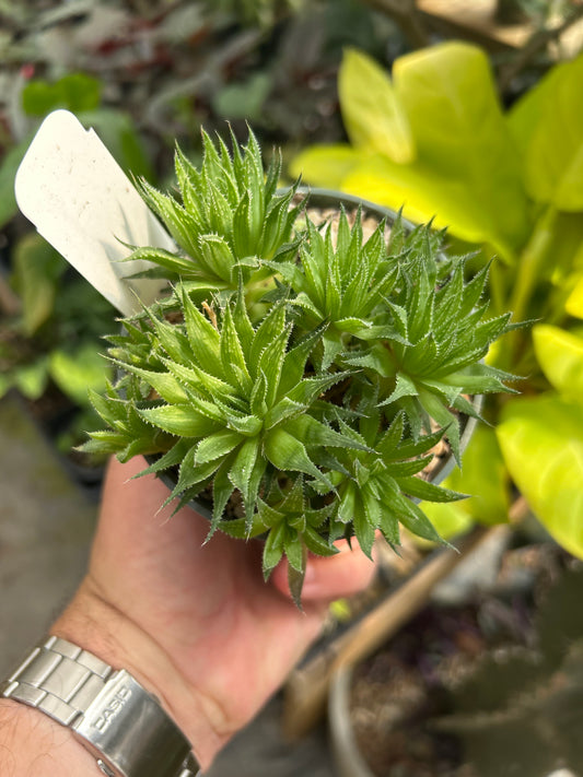 Haworthia guttata