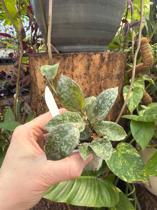 Hoya Lacunosa Gayung