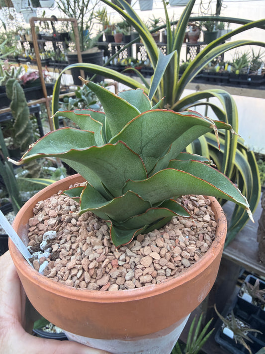 ‘Puyek’ Sansevieria