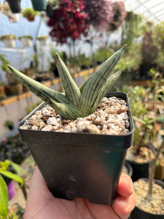 ‘Rookie’ Sansevieria