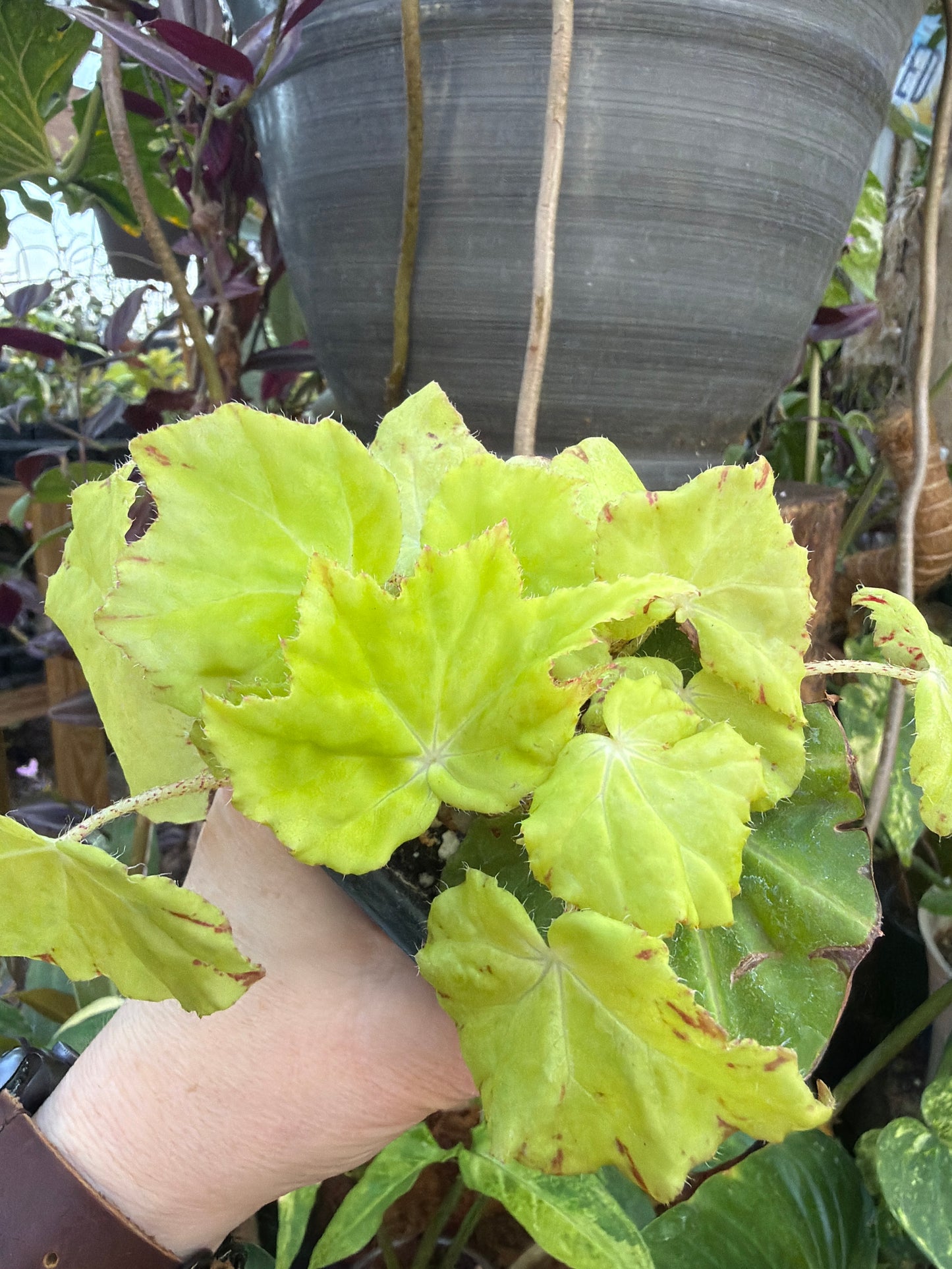 Begonia ‘Golden Lime’ 2” pot -Grower’s Choice
