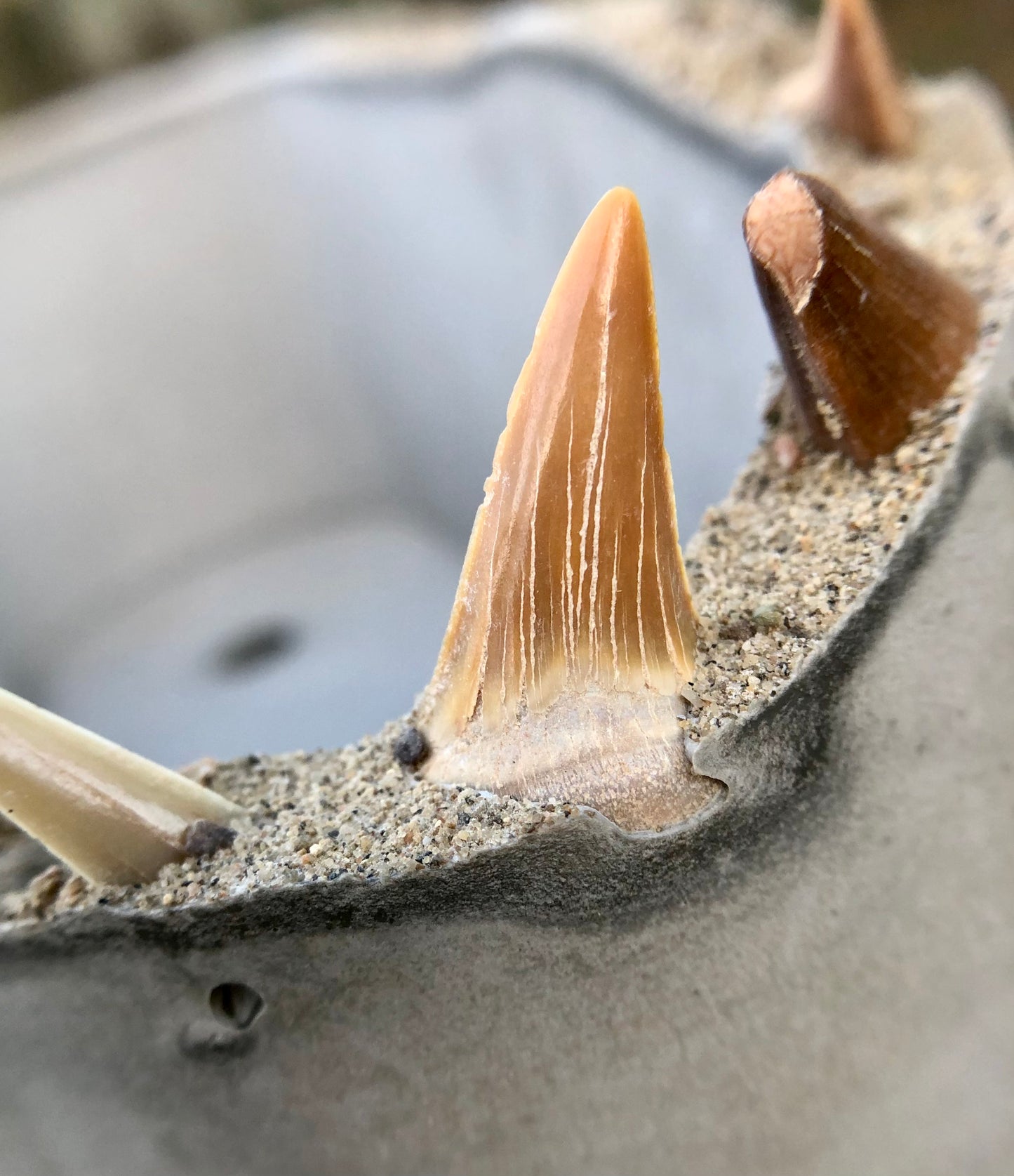 Shadystone Shark Tooth Oval