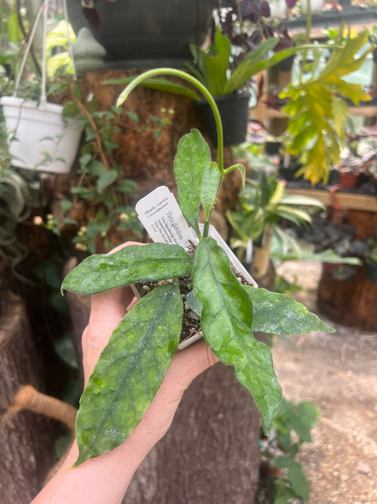 Hoya globulosa B 2”pot - Exact Plant