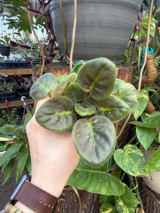 ‘Sun Sizzle’ African Violet 2” pot -Grower’s Choice