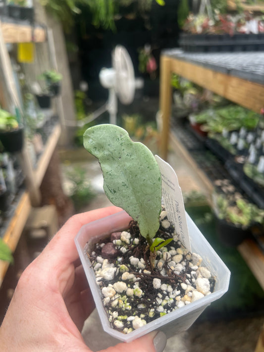 Hoya Pink Silver Ghost B 2”pot - Exact Plant