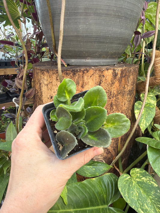 ‘Smokey Echoes’ African Violet 2” pot -Grower’s Choice