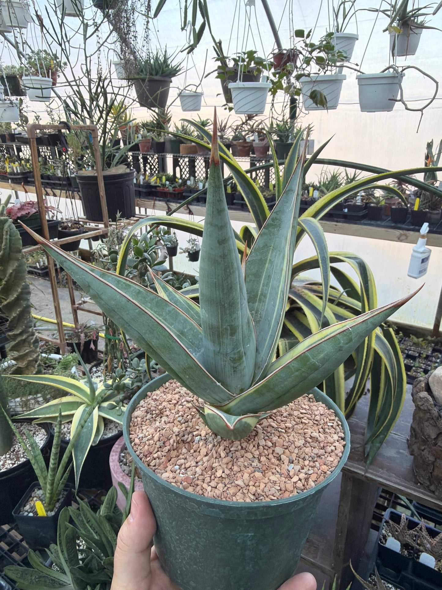 Variegated Sansevieria pinguicula EXACT PLANT