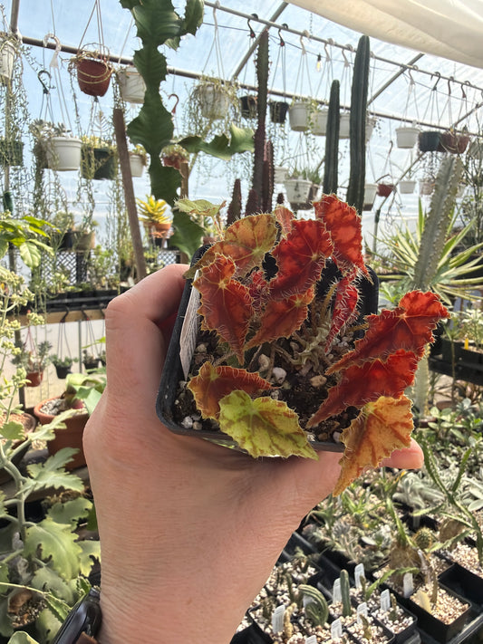 Begonia ‘Dancing Vera’ 2” pot -Grower’s Choice