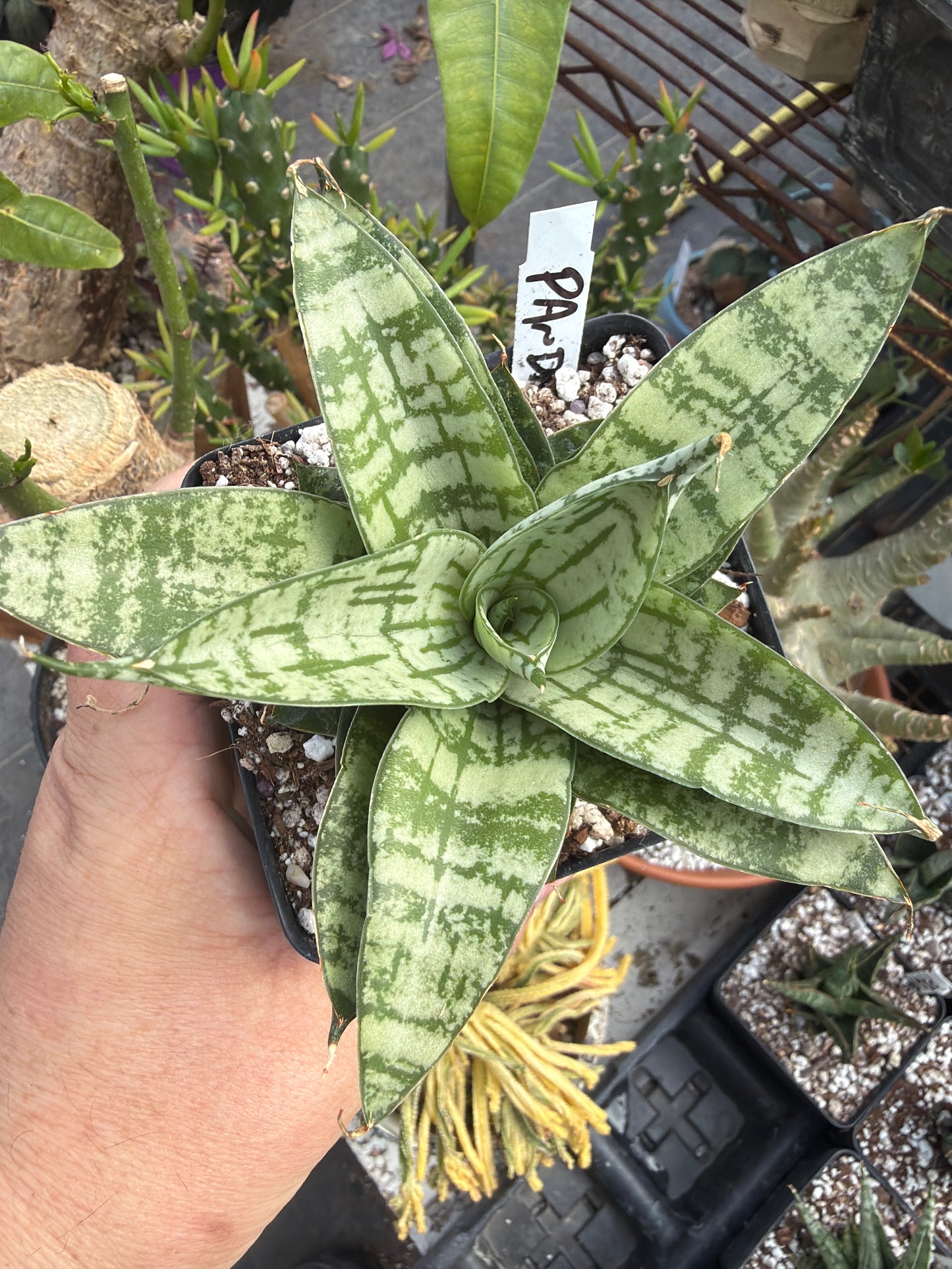 ‘Pandawa’ Sansevieria