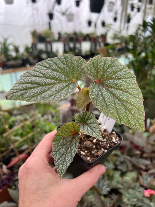 Begonia ‘Sinad’ 2” pot - Growers Choice