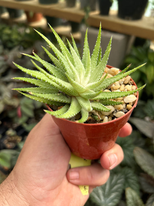Variegated Zebra Haworthia