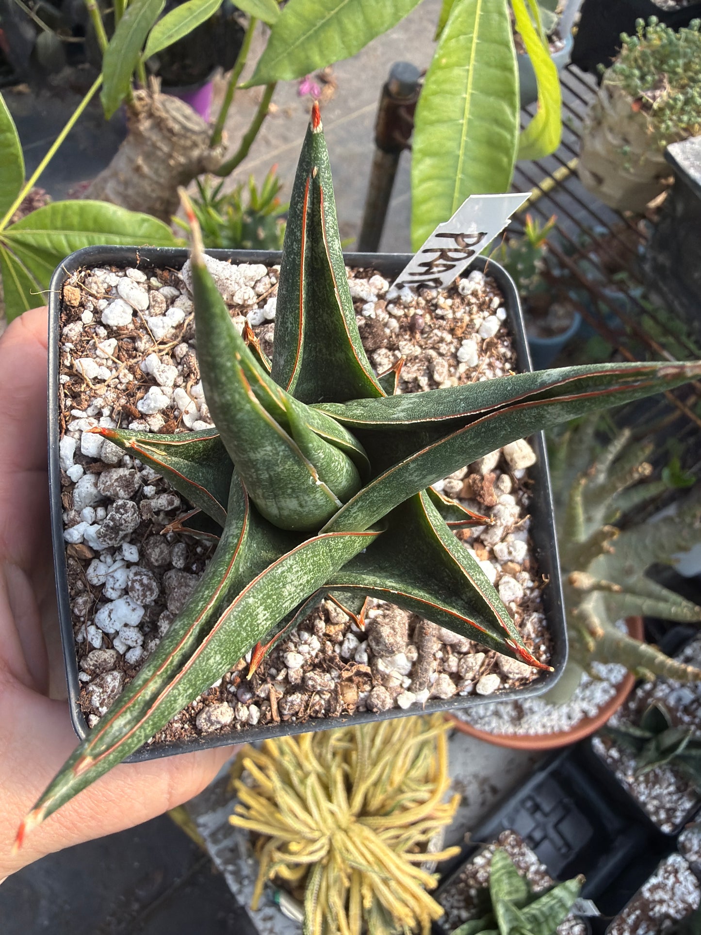 Sansevieria ‘Prabu’