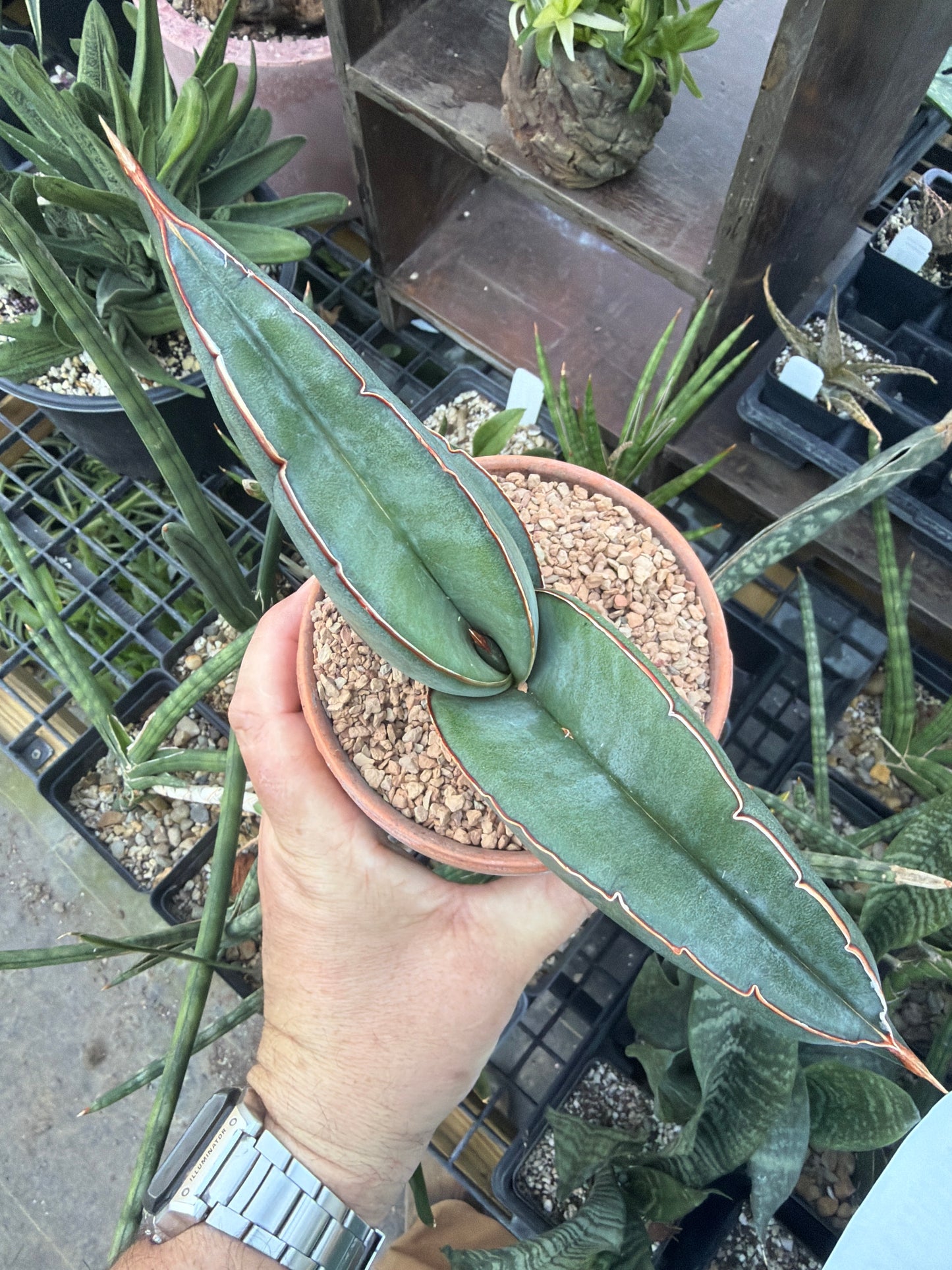 Sansevieria ‘Banana’ EXACT PLANT