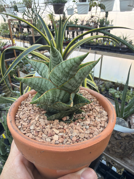 ‘Sindoro’ Sansevieria