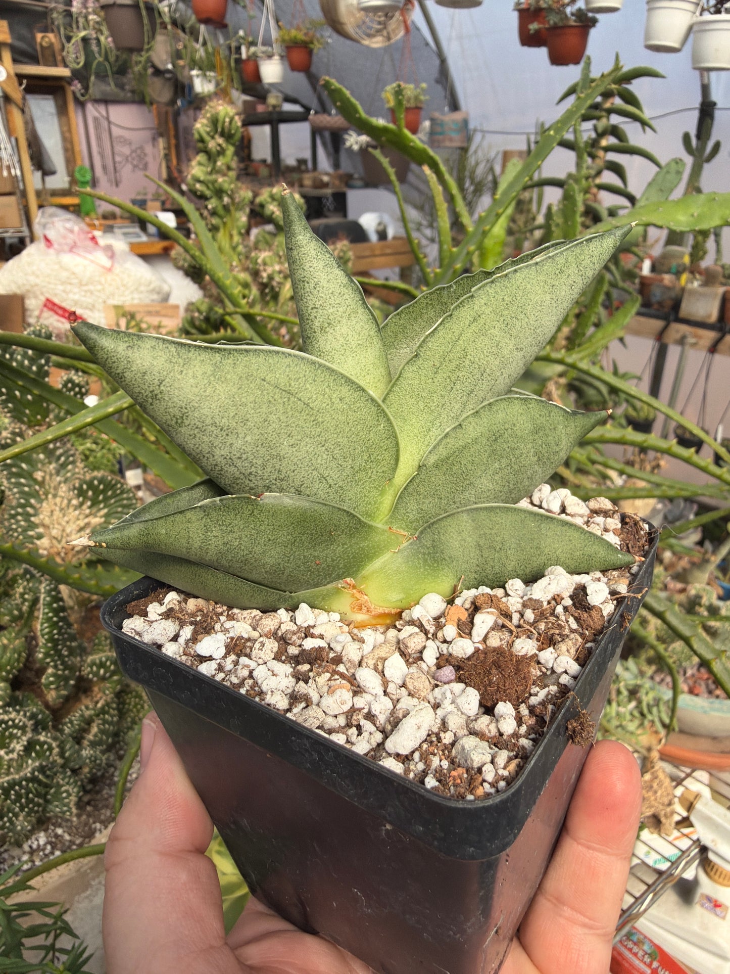 Sansevieria ‘Sahara’