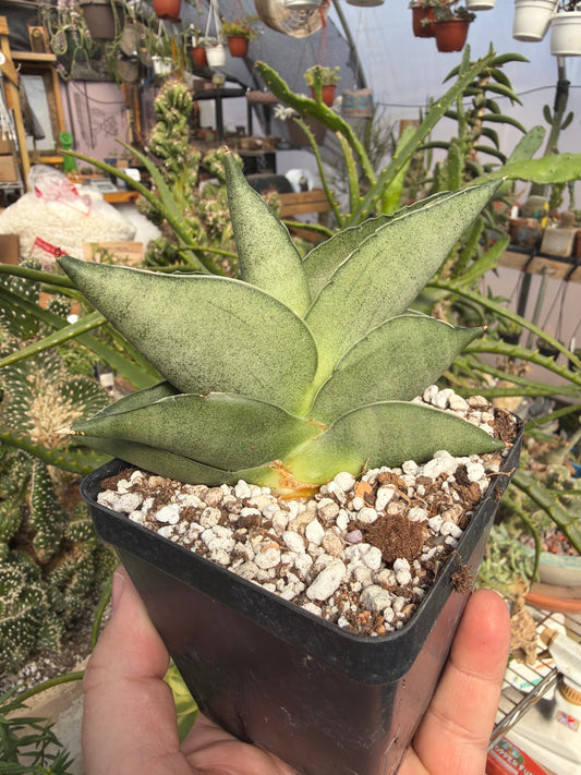 Sansevieria ‘Sahara’