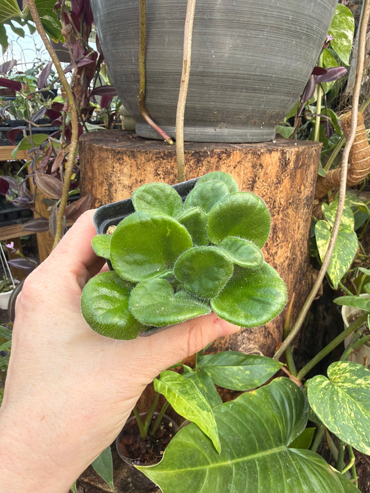 ‘8E- Phnom Penh’ African Violet 2” pot -Grower’s Choice