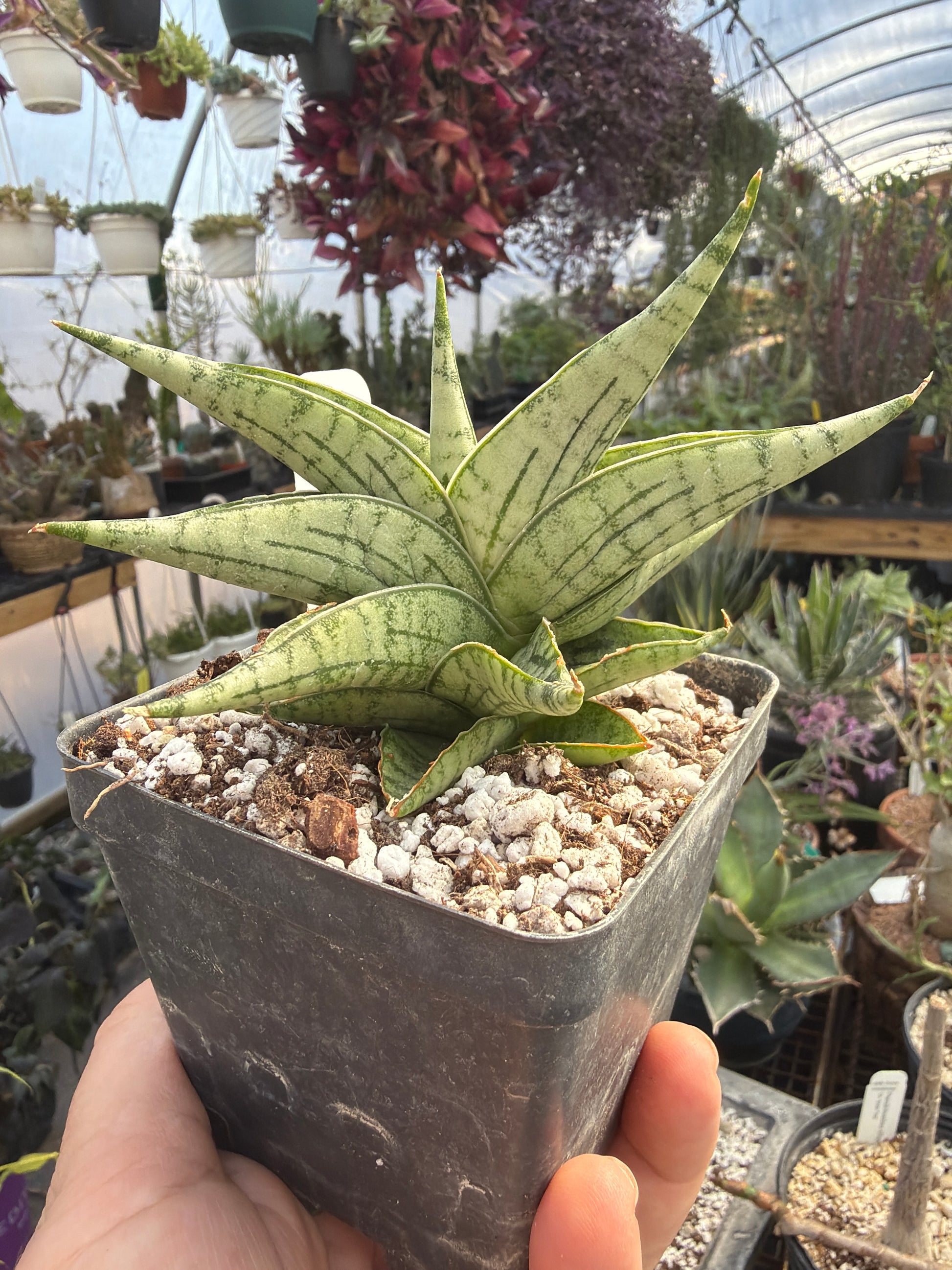 bella sansevieria ‘Irish Bella’ Sansevieria
