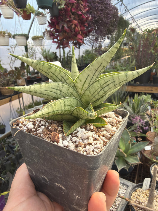 ‘Irish Bella’ Sansevieria