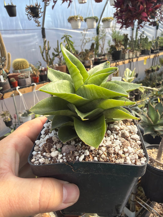 ‘Sheila’ Sansevieria