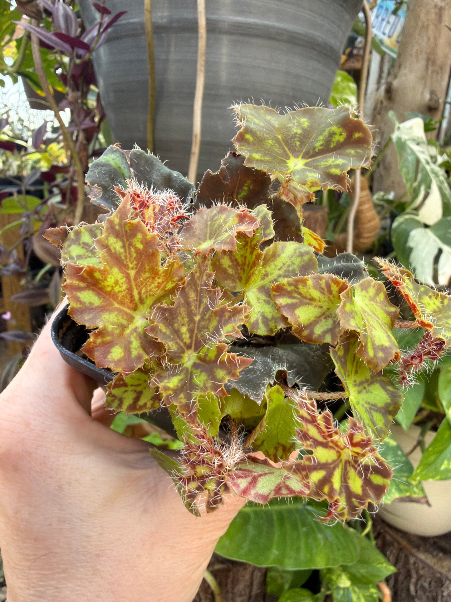 Begonia ‘Deco Daddy’ 2” pot -Grower’s Choice