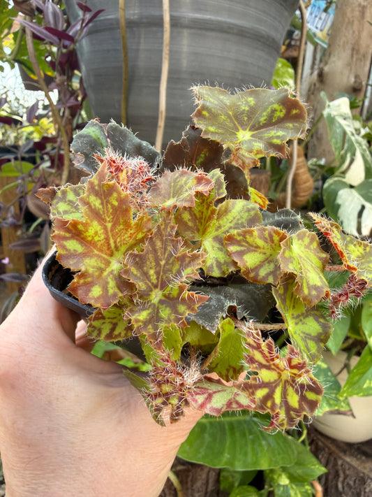 Begonia ‘Deco Daddy’ 2” pot -Grower’s Choice