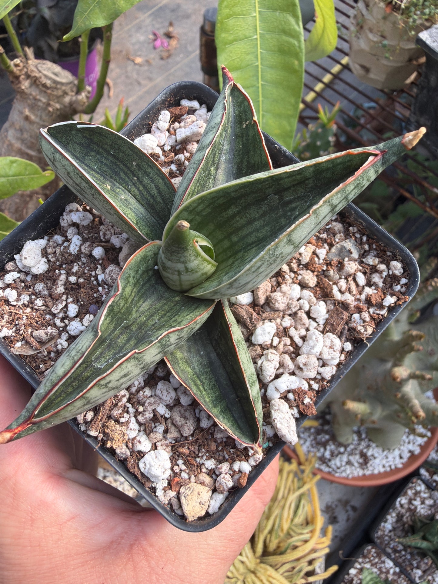‘Macho’ Sansevieria