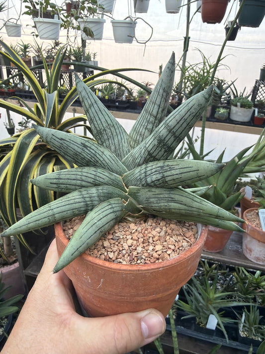 Sansevieria ‘Rookie’ EXACT PLANT