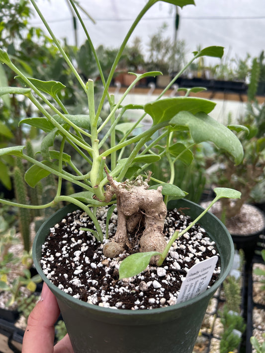 Caudex - False Nasturtium - Senecio oxyriifolius EXACT PLANT