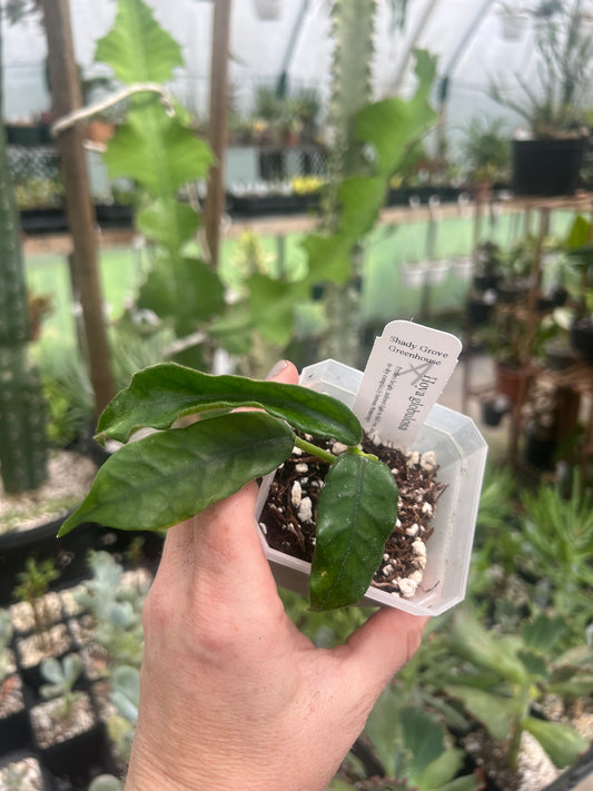 Hoya globulosa A 2”pot - Exact Plant