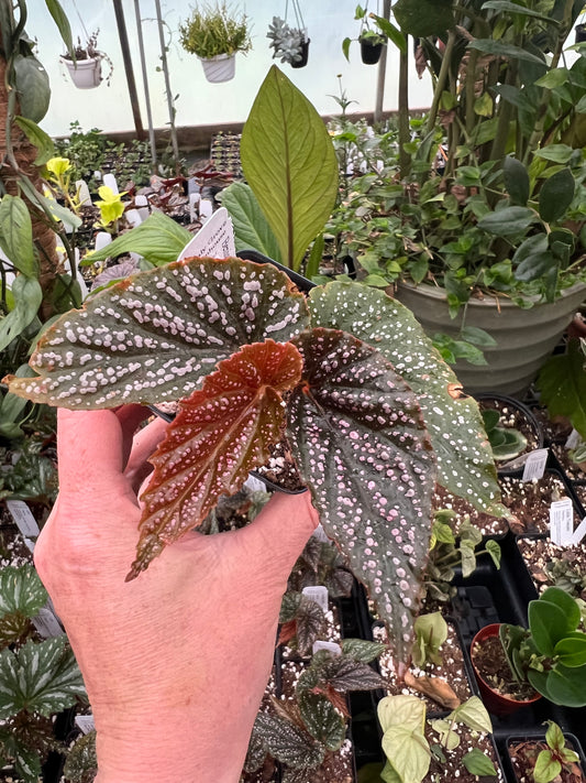 Begonia benigo (pink) 2” pot - Growers Choice