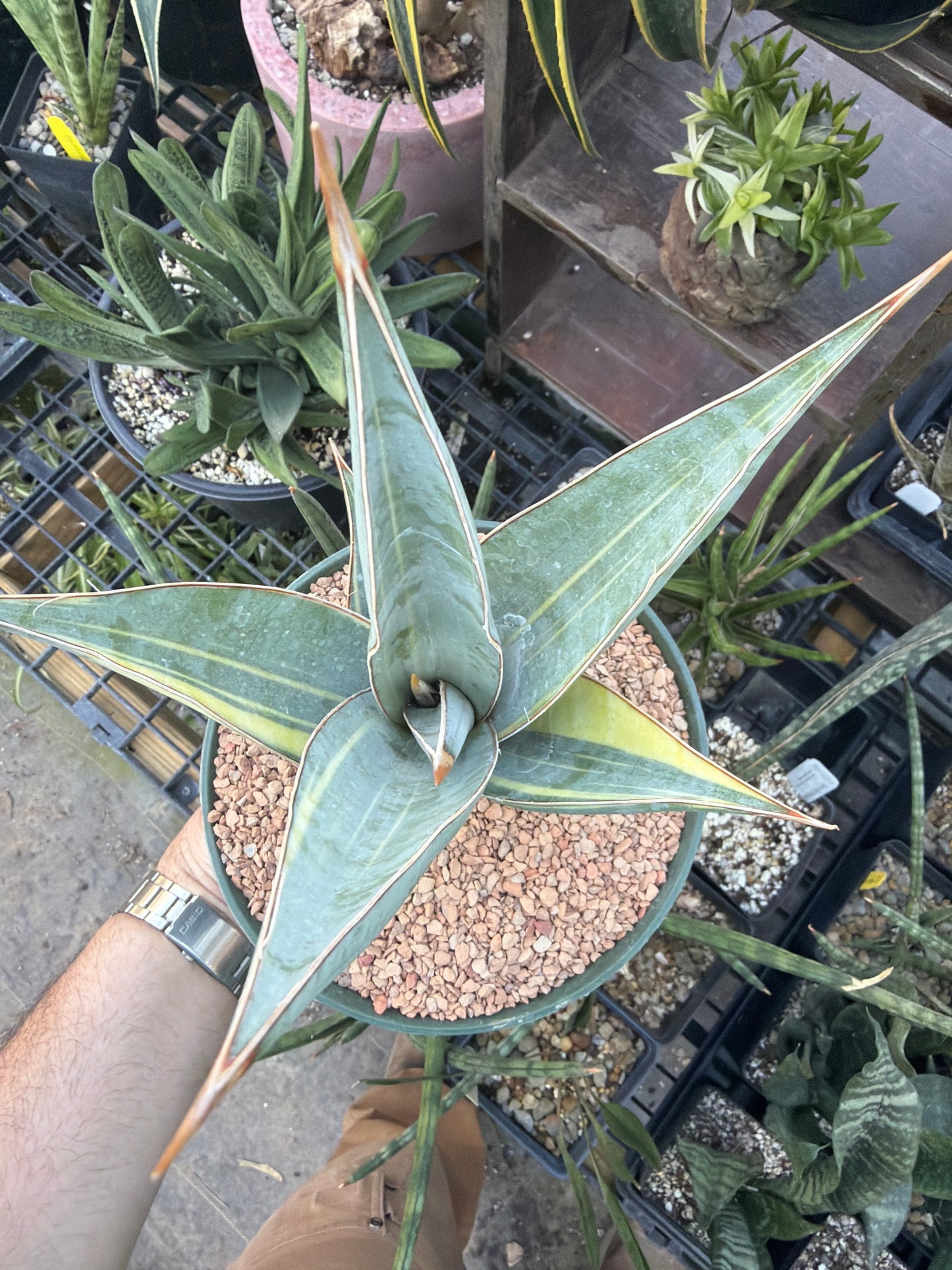 Variegated Sansevieria pinguicula EXACT PLANT