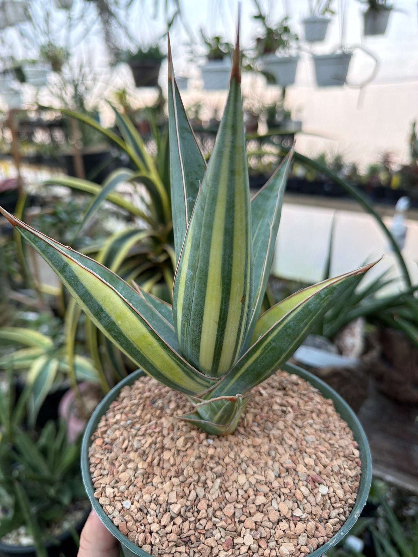 Variegated Sansevieria pinguicula EXACT PLANT